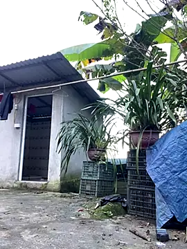 Huong-Ly online show from 5, 10, 2025