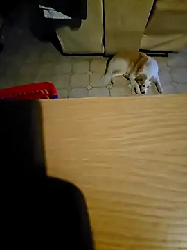 Stingles online show from 11, 10, 2025