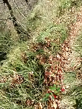 pegaso369 online show from 12, 11, 2025