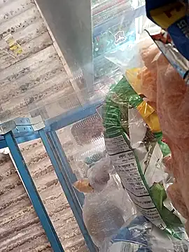 Lorenasex online show from 15, 11, 2025