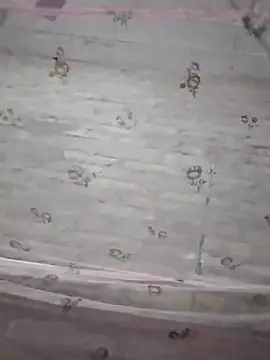 rani8008 online show from 1, 10, 2025