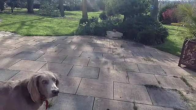 3615-ULLA online show from 10, 3, 2026