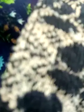 Juhi chawla online show from 11, 11, 2025