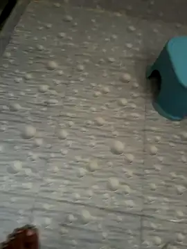 NoddingScorpion online show from 16, 10, 2025