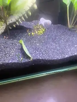 saumon3022 online show from 8, 2, 2026