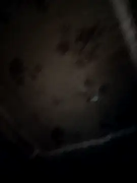 pujaroy363534 online show from 22, 12, 2025