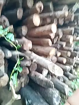 July-Asian online show from 16, 4, 2026