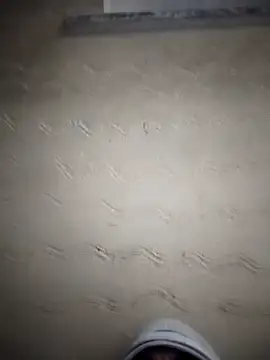 Desiandaj online show from 24, 11, 2025