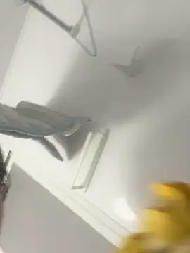 Snapshot of hiromu53 chatting on 5, 12, 2025 hiromu53 online show from 5, 12, 2025