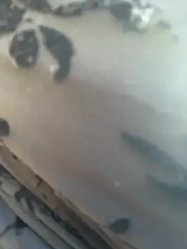  JessyRey  online show from 11, 3, 2026