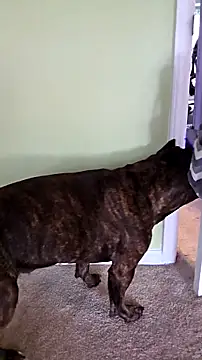 RhondaRump online show from 12, 10, 2025