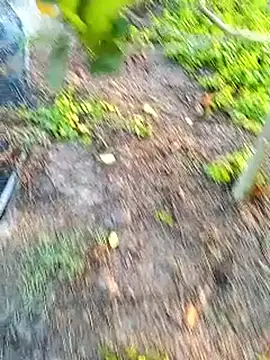 traidamasia online show from 18, 3, 2026