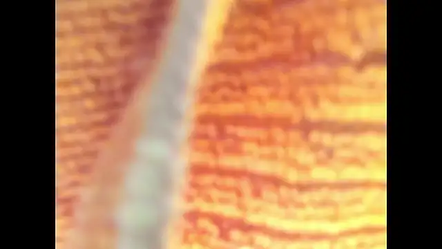 Goddes any online show from 27, 10, 2025