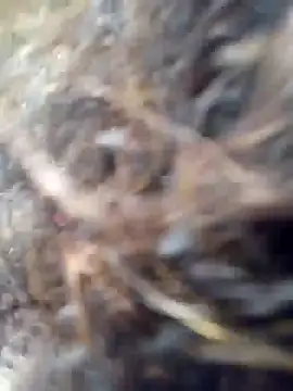 Missparis online show from 14, 11, 2025