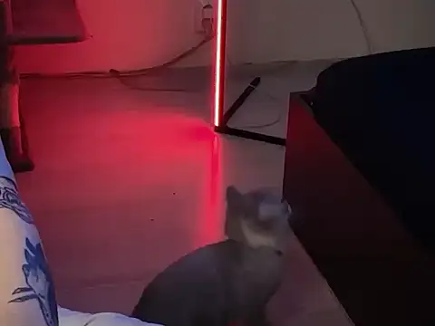 Snapshot of davesinner chatting on 1, 3, 2026 davesinner online show from 1, 3, 2026