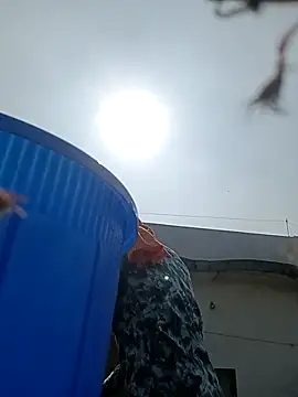 96rose online show from 12, 11, 2025