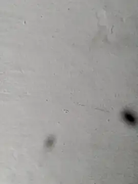 Mollysdick online show from 16, 4, 2026