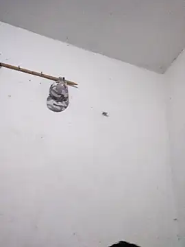 KitedSeizure online show from 15, 12, 2025