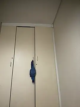 Mellow Joe online show from 19, 1, 2026