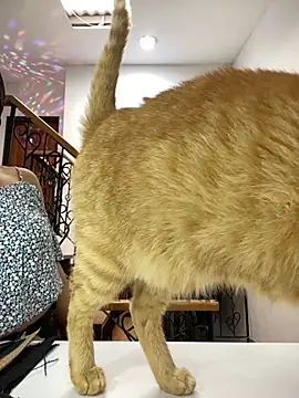 EmilyHarperr online show from 4, 11, 2025