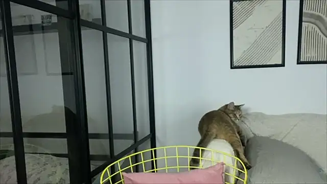 WonderMira online show from 14, 11, 2025