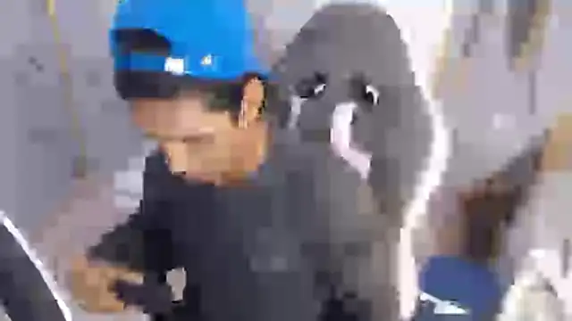 bull cam online show from 27, 11, 2025