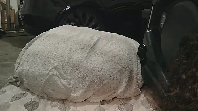 Gmajor online show from 15, 12, 2025