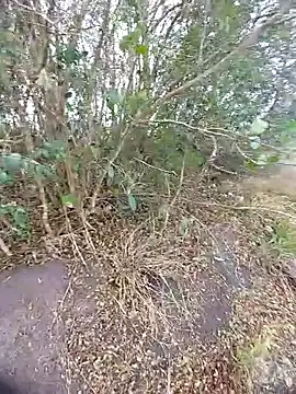 magraocam online show from 30, 10, 2025