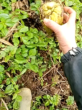 hera-00 online show from 13, 1, 2026