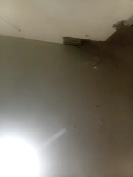 Bebicho14 online show from 16, 9, 2025