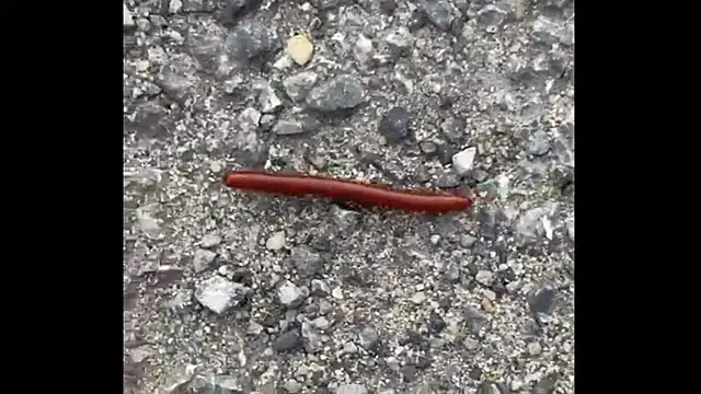 ohyesd4ddy online show from 1, 12, 2025