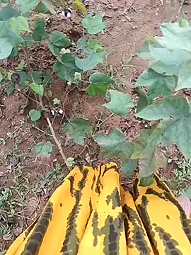 jothitelugu online show from 21, 10, 2025