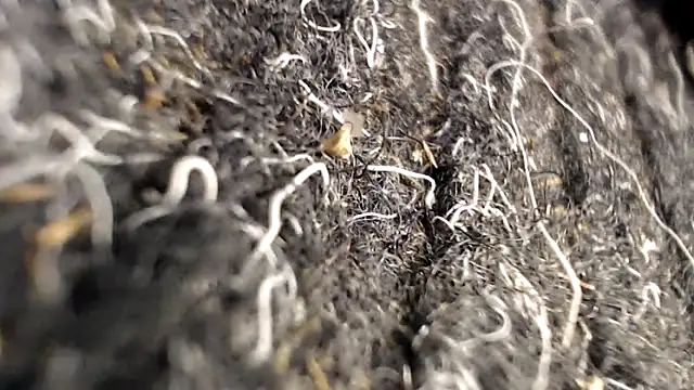 BiglovelyXXL online show from 2, 4, 2026