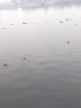 Snapshot of Bangladeshi_Big_male chatting on 2, 12, 2025 Bangladeshi Big male online show from 2, 12, 2025