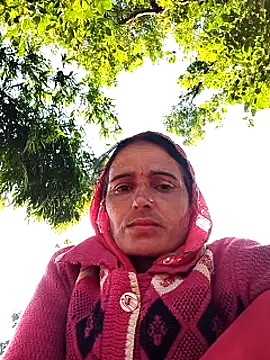 Jalebi bay online show from 8, 11, 2025