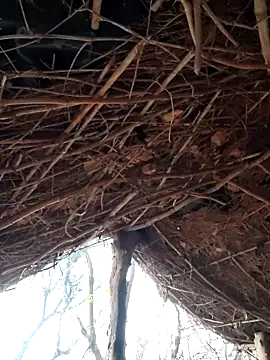 Janvi Jaitly online show from 5, 12, 2025