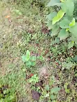 bigdaddyboy46 online show from 9, 9, 2025