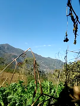 kemtuoi-sex online show from 5, 2, 2026