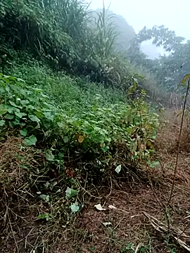 kemtuoi-sex online show from 31, 10, 2025