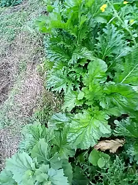 kemtuoi-sex online show from 22, 2, 2026