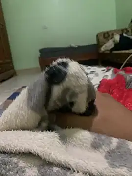 ali  ali210 online show from 3, 10, 2025