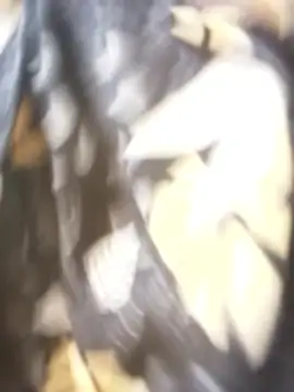 sanaya 3 online show from 9, 11, 2025