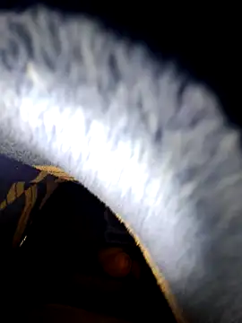 TNestorT online show from 27, 11, 2025