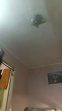 Snapshot of Adidas7217 chatting on 10, 1, 2026 Adidas7217 online show from 10, 1, 2026