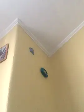 Snapshot of tiago1981pt chatting on 21, 9, 2025 tiago1981pt online show from 21, 9, 2025