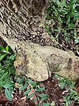 telugumodda4396 online show from 23, 10, 2025