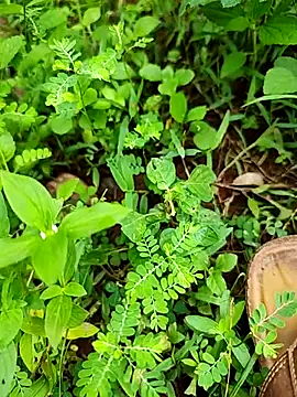 telugumodda4396 online show from 21, 9, 2025