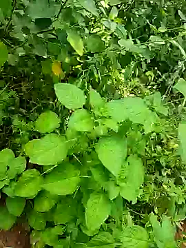 telugumodda4396 online show from 25, 10, 2025