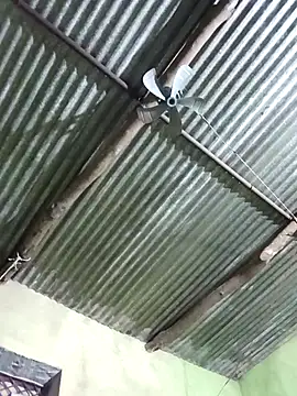 Haliya88 online show from 8, 11, 2025