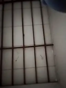 Yakpatiya7788 online show from 20, 3, 2026